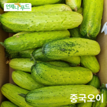 [언제나푸드] 중국오이 중국식품 노지재배 신선오이 생산자직배송, 15개