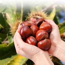 국산 약단밤 공주 정안 밤 알밤 약밤 햇밤 1kg 2kg 4kg, 3. 대 사이즈(칼집) 4kg