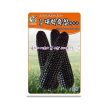 조생대학흑찰옥수수 씨앗 채소 옥수수종자(80립)MK197, 1개