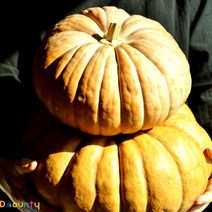 디카운티 늙은호박 국산 100% 생 맷돌호박 노란 호박 특상품, 4개, [3kg~3.9kg]