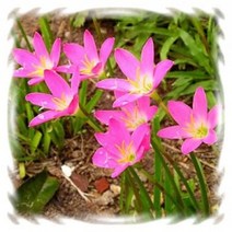 [꽃모종]제피란사스 : 9cm분, 분홍(기생난), 1개