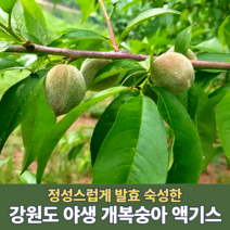 국산 토종 개복숭아 액기스 100% 원액 즙 엑기스 돌복숭아 원액 농축액 워터 효소 쥬스 강원도 건강즙 750ml