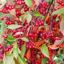 같이가치농원 아로니아나무 묘목 (레드아로니아) 실생1년특묘