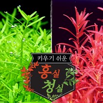 [미초] 입문자용 키우기 쉬운 수초 세트 2종(총 19촉)+서비스증정 / 초보자 수초 / 수초 세트 / 구피 수초 / 치어 수초