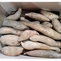 국산 야콘 즙용 생식용 특품 5Kg 10Kg, 생식용 5kg (갈라짐 있음)