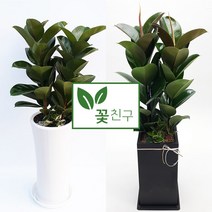 꽃친구 고무나무 개업 축하 집들이 이사 선물 화분 전북 당일배송, 고무나무 사기분 1호, 물받이받침(8.000원)