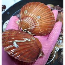 통영 홍가리비 1kg, 1개