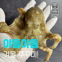 샤브샤브용 태안 청년엄선 국내산 생물 활 주꾸미 1kg