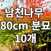 남천나무 80cm 분묘 10개 철쭉마켓 빨간 단풍 묘목 분묘 노지월동 열매 생울타리 조경수 정원수 공기정화식물 재배농원직송, 남천나무 80cm 10묶음 (배송비포함)