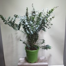 [공룡꽃식물원] 유칼립투스 블랙잭 공기정화식물 199, 1개