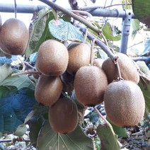 경남 고성 국내산 그린키위 참다래 3kg 5kg 10kg, 1박스, 참다래 10kg (105과내외)