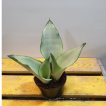 에덴농원 삼식이문샤인 산세베리아(식구가 세명이에요), 1개