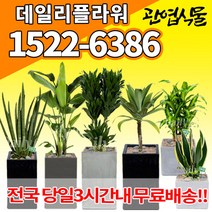 개업축하화분배달 개업식 인테리어식물 집들이 선물 금전수 스투키 산세베리아 만냥금 뱅갈고무나무 떡갈나무 알로카시아 소철 극락조 파키라 거실화분 실내화초, (선택81)아가베