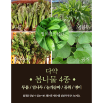 다약 봄나물4종 (두릅/ 엄나무순 눈개승아 곰취 잎명이) 제철 봄나물, 세트1 두릅 곰취 잎명이 눈개승마