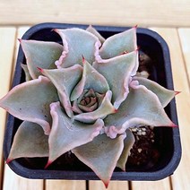 돌기마디바 키우기 쉬운 도매화원 식물 다육80 랜덤발송