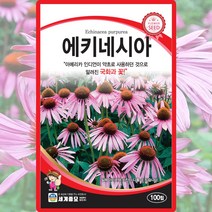 에키네시아 씨앗 국화 씨 꽃 종자 100립, 단품