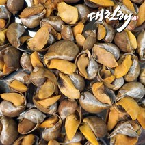 대천해 서해안 골뱅이 500g, 1개