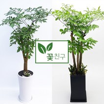 꽃친구 해피트리 사기분 사각분 중형 대형 개업화분 축하화분 집들이화분, 해피트리 사기분 2호, 기본받침