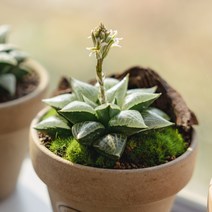 하월시아 옵투사 19종, 6 에메랄드, 1개