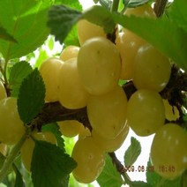 백앵두나무/접목1년(4주묶음)/묘목/c1401, 1개