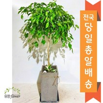 고급 대형화분 개업 축하 화분 전국 당일배송, 12. 킹벤자민