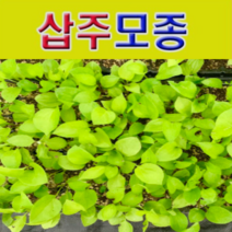 (W소망)땅두릅모종모종(100개)