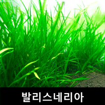 발리스네리아 초보자수초 자연수초 부상수초 수초맛집 수초의모든것 수초몰 득템수초 수초농장 수초 수초전문 음성수초 초보수초 인기수초 구피 치어 은신처, 3뿌리