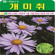 AR 개미취 소포장 씨앗 100립
