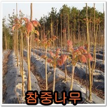가죽나무(참중)2년생10그루.묘목.나무묘목.유실수.꽃나무.과실수.자두 참중나무