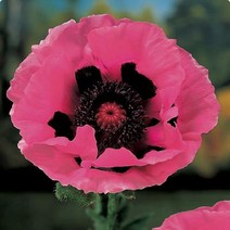 양귀비모종] 숙근 꽃양귀비(라즈베리퀸)14cm 포트묘 KJ1694