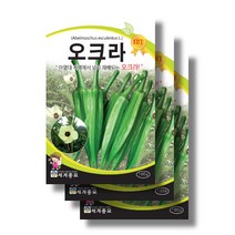 오크라 씨앗100립x3봉 오크라 종자 okra seeds, 오크라씨앗100립x3봉
