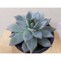 정화다육 다육식물 파랑새 외두