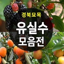 [경북농원] 유실수 나무묘목 종합모음전, 04.사과나무_부사 이중접목2년생 중묘, 1개
