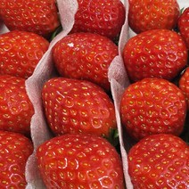 거창 가조 설향 딸기 산지직송 당일수확 당일발송 2팩, 40과 2팩