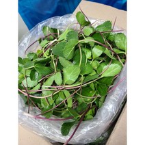 #가락시장 나물이네# 당일경매 해방풍 1kg/오후2시이전주문당일출고99%/주말 공휴일제외, 1kg