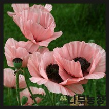 (나무농장) 수입숙근초 숙근양귀비 헬렌 엘리자베스