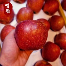 [15brix 이상] 청송사과 경북 프리미엄 청송 꿀사과 당도선별 고당도 정품, 당도보장 청송사과 5KG특품(15~20과)