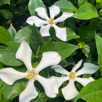 온누리농원 열매치자나무