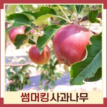 사과나무 묘목 썸머킹 R2cm 결실주(분) 1개