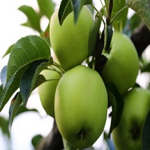 새콤하고 풋풋한 가정용 아오리사과, 아오리사과 10kg 꼬마소과 40-60과내외