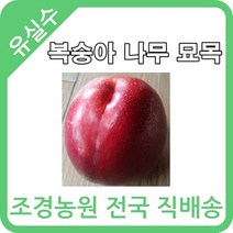 대한조경농원 복숭아 나무 묘목 (1년생 5주묶음)[장호원황도 엘바토 천중도 경봉(오도로끼) 신선 신비 후레부탄 선프레이 천홍 레드골드 환타지아 오월도 슈퍼골드 신품종 설홍 수미 유미 스위트퀸 엘로드림], 엘바토 5그루