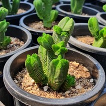 [다육식물]피라미달라스(대형종)