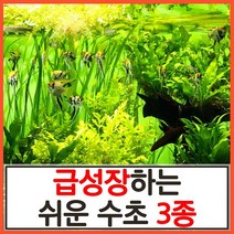 수초하우스) 급성장하는 쉬운 수초 3종 세트, 싸게더많이 세트(총45줄기)