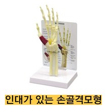 미국산/인대가 있는 손골격모형 G192/약간의 근육과 손목터널증후군이 함께 표현