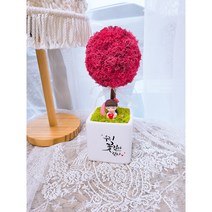 더별꽃 모스 토피어리 화분 집들이 개업용 선물 캘리그라피화분 DIY패키지, 옐로우