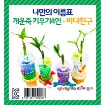 공기정화식물 나만의 이름표 개운죽 키우기세트 4인 - 바다친구, 단품