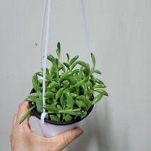 바나나콩란 걸이분40, 1개