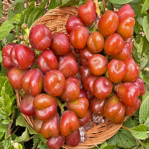 [백화점납품] 프리미엄 고당도 레드샤인 마이하트포도, 2개, 1kg