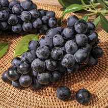 포도종류 고당도 머루포도 포도신품종 2kg 거봉포도, 프리미엄 머루포도 3kg 내외 4~6송이