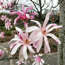 착한가격나무생각 로지아목련(별목련) R2(개화주), 주